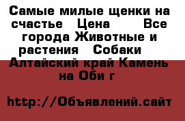 Самые милые щенки на счастье › Цена ­ 1 - Все города Животные и растения » Собаки   . Алтайский край,Камень-на-Оби г.
